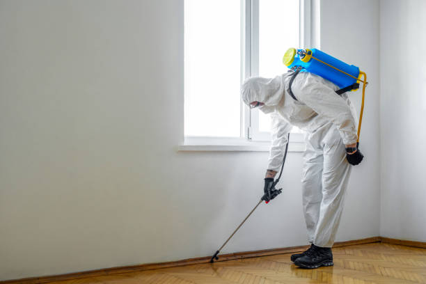 Best Flea Control Services  in Torrance, CA