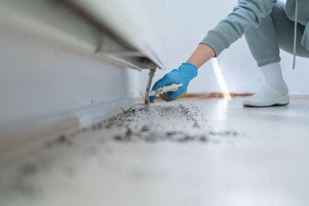 Best Mosquito Control Services  in Torrance, CA