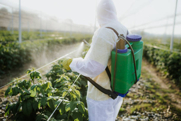 Best Local Pest Control Services  in Torrance, CA